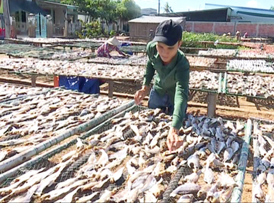 Đoàn viên, thanh niên sôi nổi khởi nghiệp Mô hình khởi nghiệp từ chế biến cá khô của đoàn viên Trần Hoàng Lam (xã Bình Thắng). Ảnh: T.Hương