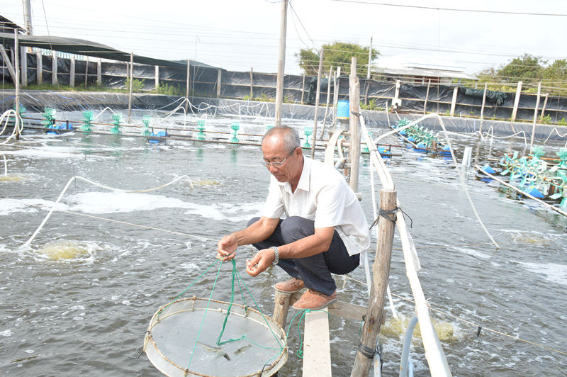 Ông Lê Văn Sấm trở thành tỷ phú nhờ khởi nghiệp với nuôi tôm biển hai giai đoạn.