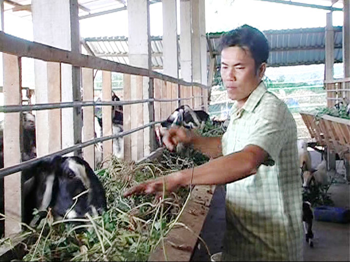 Những mô hình thanh niên khởi nghiệp hiệu quả Anh Nguyễn Văn Tèo khởi nghiệp thành công từ nuôi dê sinh sản đến mua bán dê. Ảnh: Trần Xiện