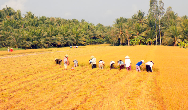 Nông dân xã Bình Thành thu hoạch lúa Đông Xuân 2017-2018. Ảnh: Minh Mừng