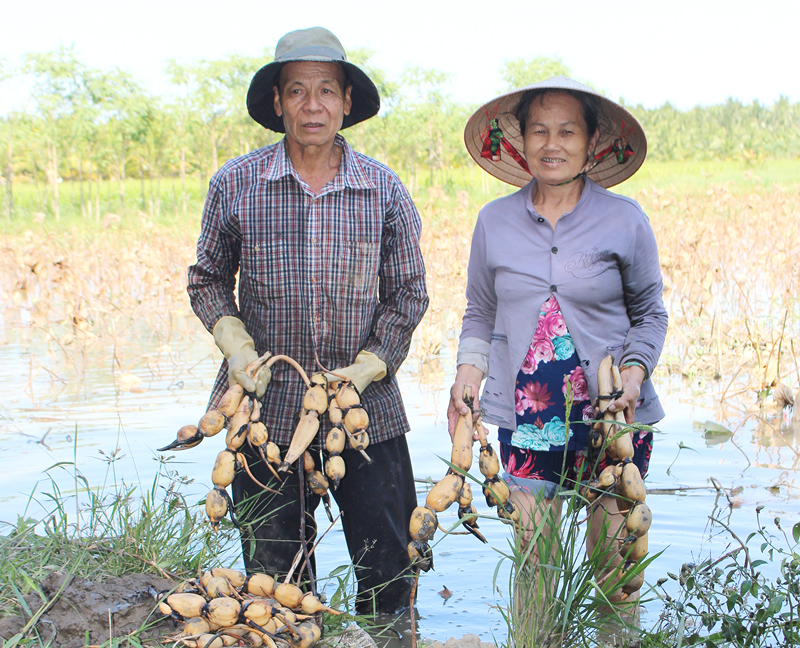 Vợ chồng ông Huỳnh Văn Bá rất mừng vì đã có người mua củ sen. Ảnh: H. Đức