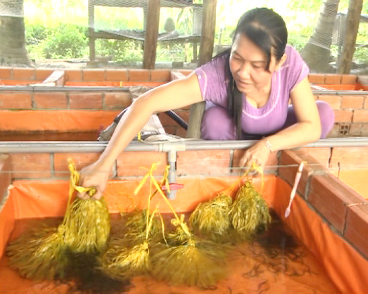 Chị Phạm Thị Kiều Em bên mô hình nuôi lươn sinh sản.