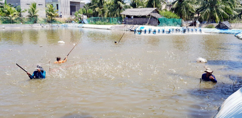 Nuôi tôm biển mùa vụ năm 2017 trúng đậm đã khiến nhiều hộ ngoài vùng quy hoạch “chạy theo”.