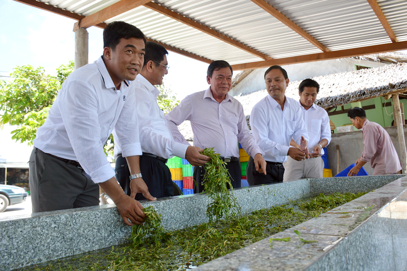 Bí thư Tỉnh ủy Võ Thành Hạo (thứ ba, trái sang) thăm mô hình trồng sâm đất trên đất giồng cát ở xã Thạnh Hải, huyện Thạnh Phú.