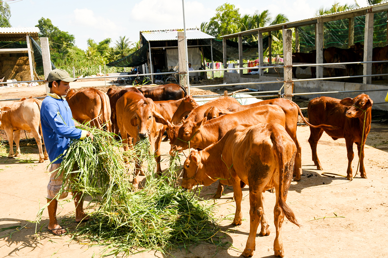 Đàn bò ở Mỹ Hòa được quan tâm phát triển cả số lượng và chất lượng. Ảnh: H. Hiệp