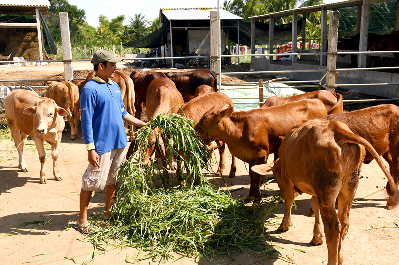 Phát triển đàn bò ở xã Mỹ Hòa (Ba Tri). Ảnh: Thu Huyền