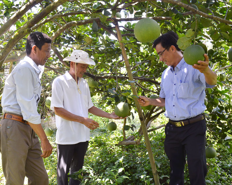 “Truyền cảm hứng” phát triển kinh tế hợp tác cho nông dân Tổ hợp tác bưởi da xanh Hiệp Lợi (Châu Thành) đang hướng đến thành lập hợp tác xã. Ảnh: Cẩm Trúc