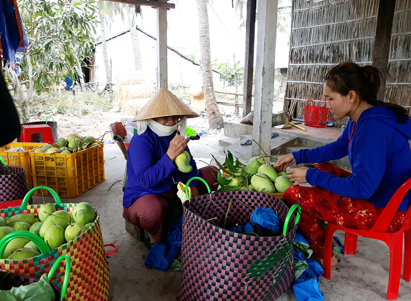 “Truyền cảm hứng” phát triển kinh tế hợp tác cho nông dân Nông dân Hợp tác xã nông nghiệp Thạnh Phong, huyện Thạnh Phú phấn khởi vì được hỗ trợ kết nối đầu ra sản phẩm, xây dựng thương hiệu.