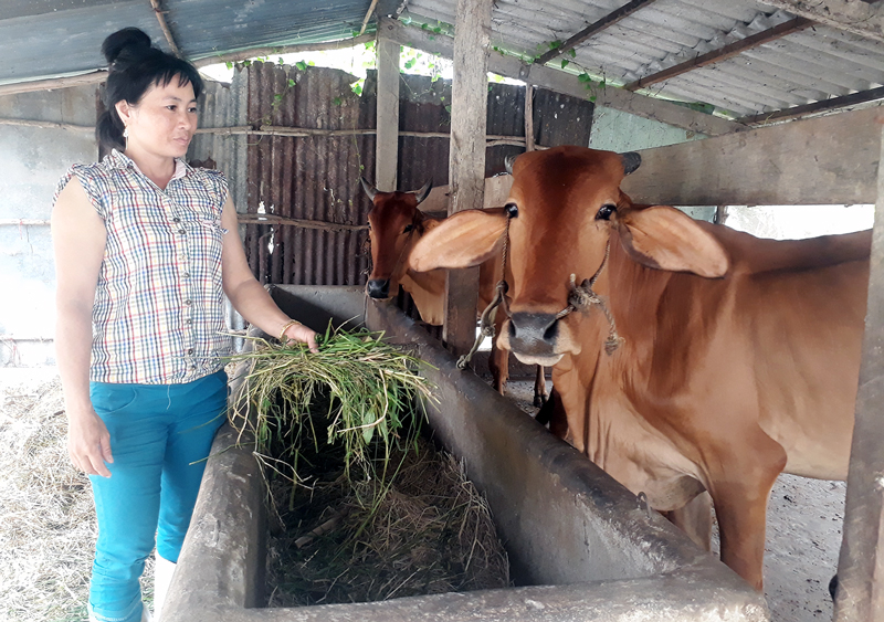 Chị Nguyễn Thị Thu Tâm chăm sóc đàn bò. Ảnh: Kim Phụng