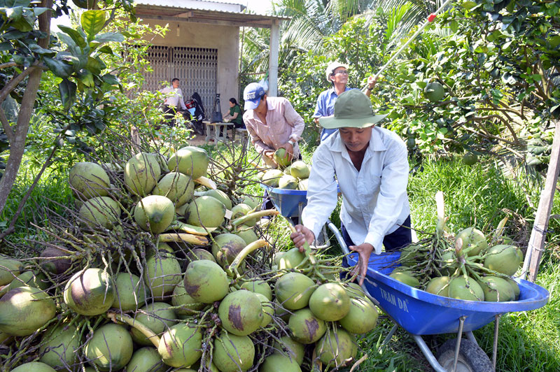 Huyện Giồng Trôm hình thành chuỗi giá trị dừa uống nước.