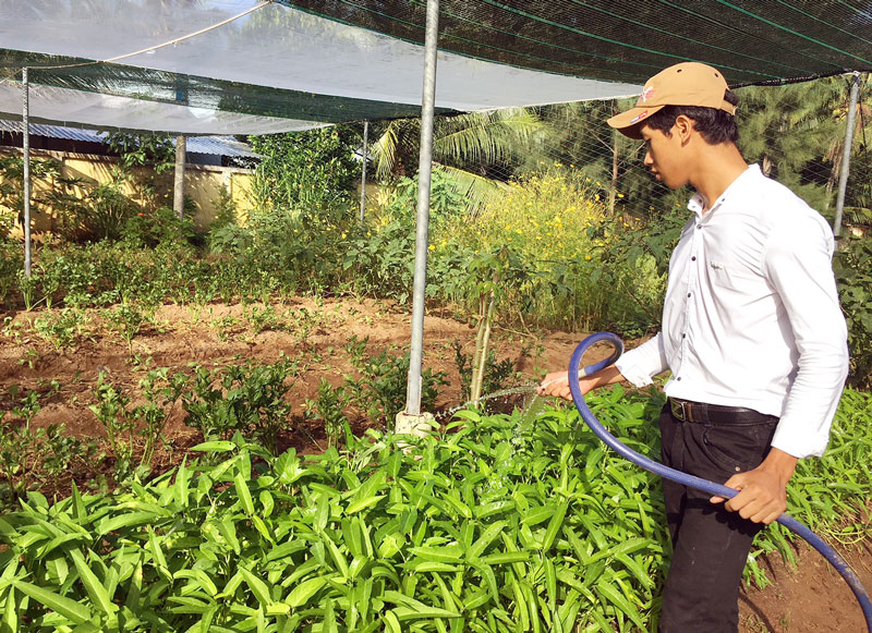Chăm sóc vườn rau hữu cơ Trường THPT Nguyễn Thị Minh Khai.