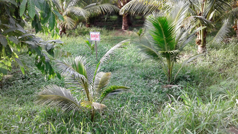 Gặp khó khi chuyển nhượng đất sử dụng hợp pháp Đất của ông Lê Khánh Sơn muốn bán lấy tiền chữa bệnh nhưng gặp rắc rối. Ảnh: H. Đức