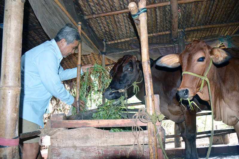 Chăm sóc đàn bò thế hệ thứ hai, thứ ba của chị Nguyễn Thị Chèo.