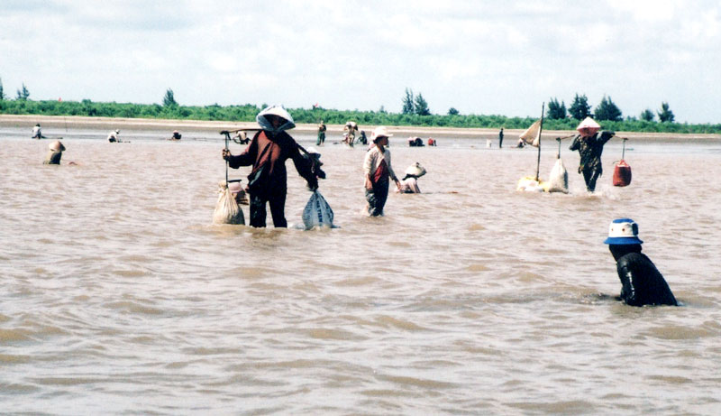 Nghêu chết rải rác tại Ba Tri Nghêu chết do độ mặn thấp, lượng bùn phù sa nhiều (ảnh minh họa).