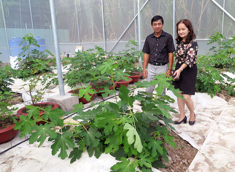 Du khách tham quan vườn trồng cây sung Mỹ tại Khu du lịch sinh thái vườn trái cây Phú An Khang. Ảnh: Thạch Thảo