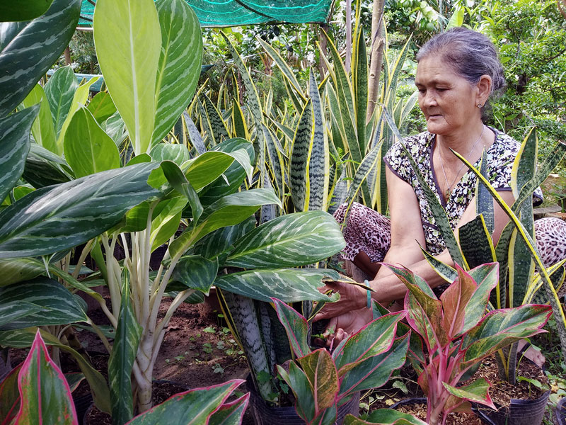 Chợ Lách có 3,81% hộ nghèo Các mô hình sản xuất kiểng lá góp phần kéo giảm tỷ lệ hộ nghèo trên địa bàn. Ảnh: Việt Cường