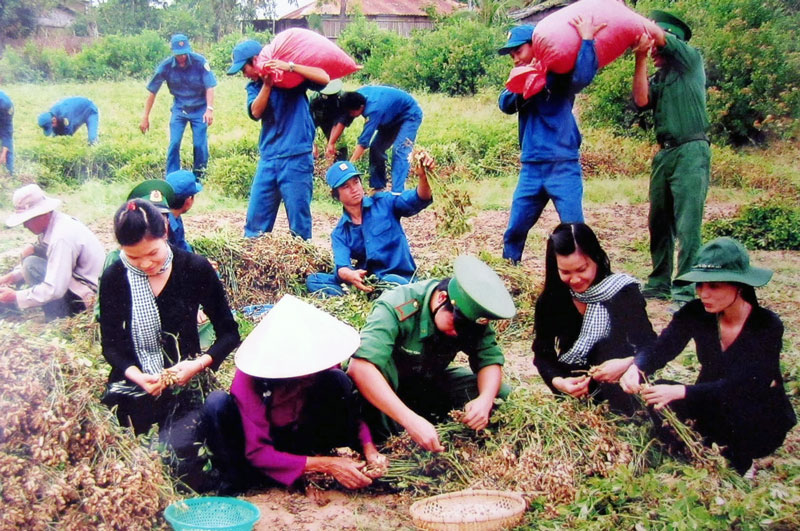 Chiến sĩ biên phòng giúp dân Thạnh Phong thu hoạch mùa đậu. Ảnh: P. Khánh
