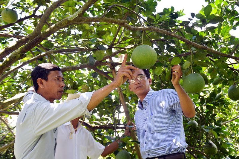 Người dân quan tâm ứng dụng kỹ thuật vào canh tác bưởi da xanh. Ảnh: C.Trúc