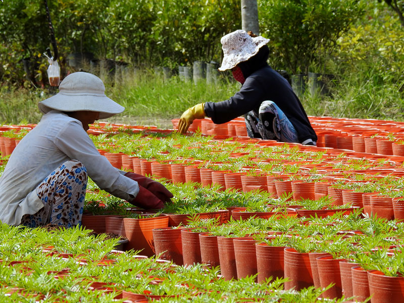 Nông dân Chợ Lách chăm sóc hoa kiểng vụ Tết. Ảnh: T. Đồng