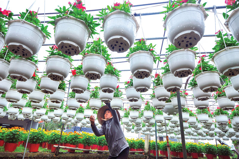 Chăm sóc hoa kiểng. Ảnh: Nguyễn Hải