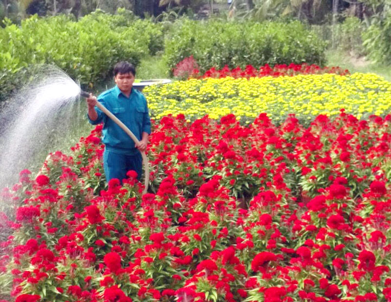 Anh Nguyễn Thanh Huyền trồng và chăm sóc vườn hoa cung ứng thị trường Tết.