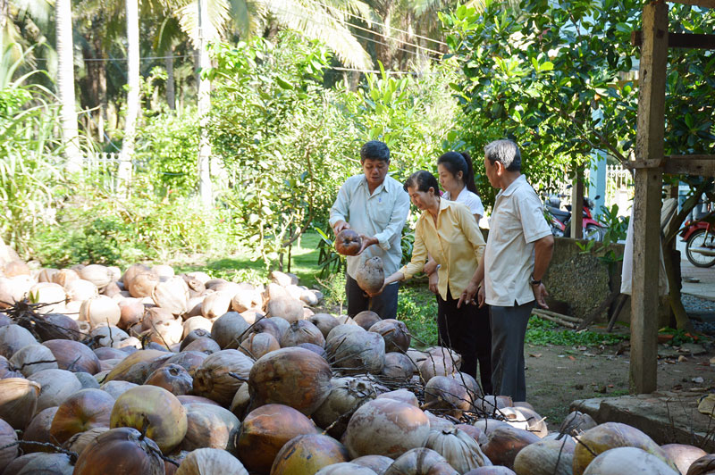 Trạm Khuyến nông huyện Mỏ Cày Nam tích cực vận động hình thành các tổ hợp tác trồng dừa trên địa bàn. Ảnh: Cẩm Trúc