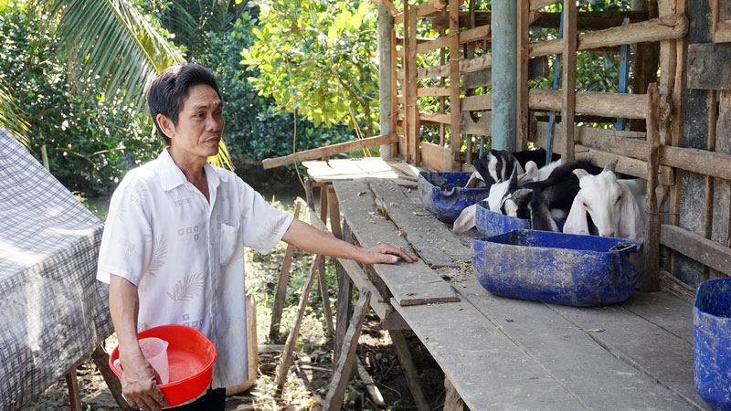 Ông Ngô Hữu Tính nuôi dê thịt và dê sinh sản.