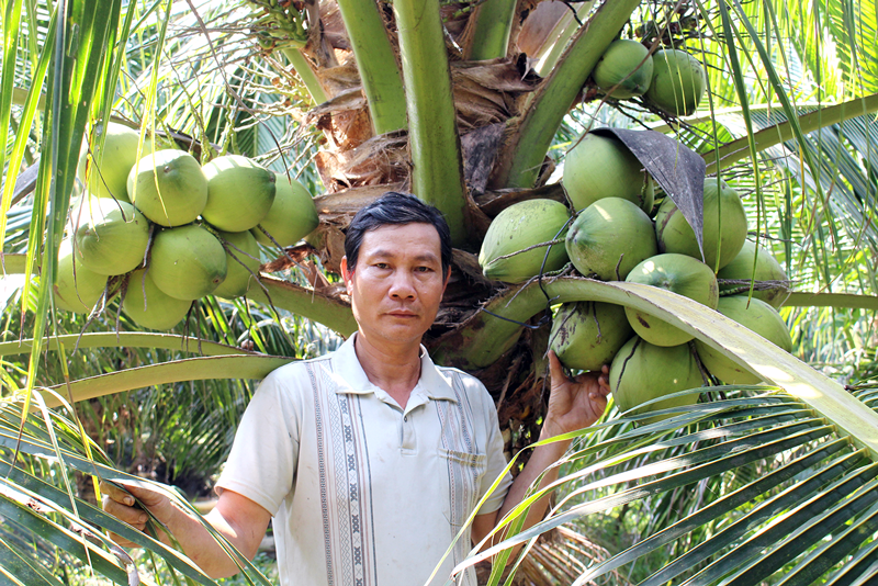 Nông dân Trương Mạnh Tuân bên cây dừa xiêm xanh tơ. Ảnh: H. Đức