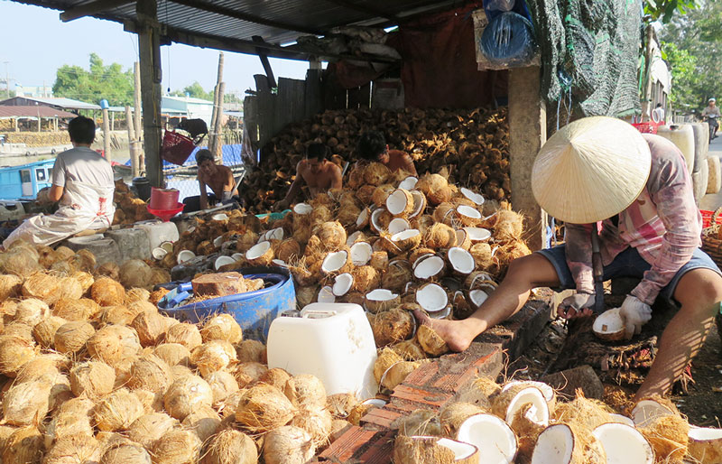 Dừa hữu cơ đang được các nhà đầu tư quan tâm nhờ yếu tố dược tính trong dừa.