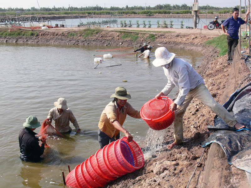 Thu hoạch tôm nuôi thâm canh.