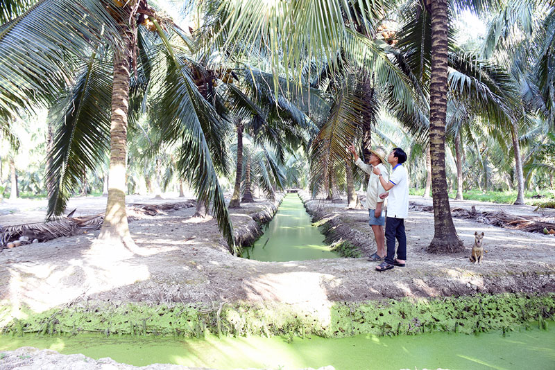 Sản xuất dừa hữu cơ kết hợp với phát triển du lịch để phát huy tiềm năng thế mạnh của cây dừa trong phát triển kinh tế. Ảnh: Cẩm Trúc