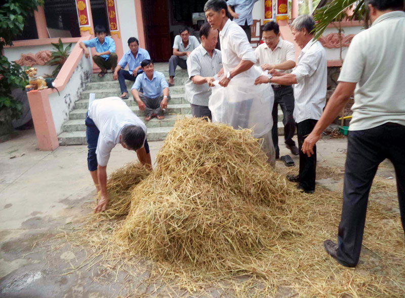 Thực hành cách ủ rơm làm thức ăn cho bò.