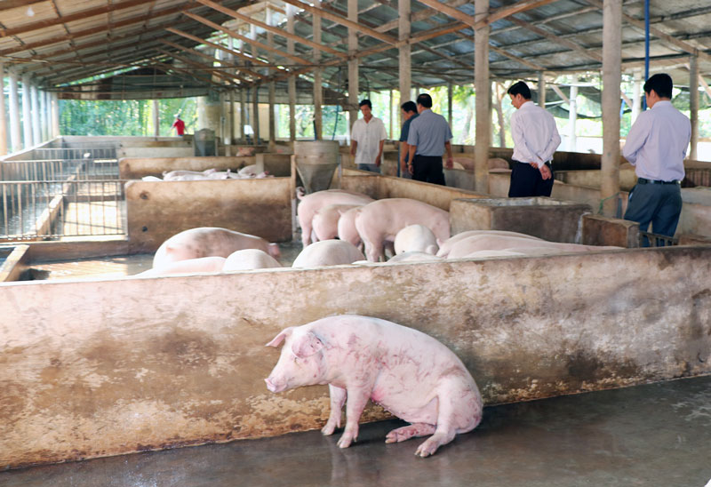 Không cho heo nhập lậu vào tỉnh là biện pháp căn cơ trước mắt nhằm bảo vệ đàn heo tỉnh nhà.