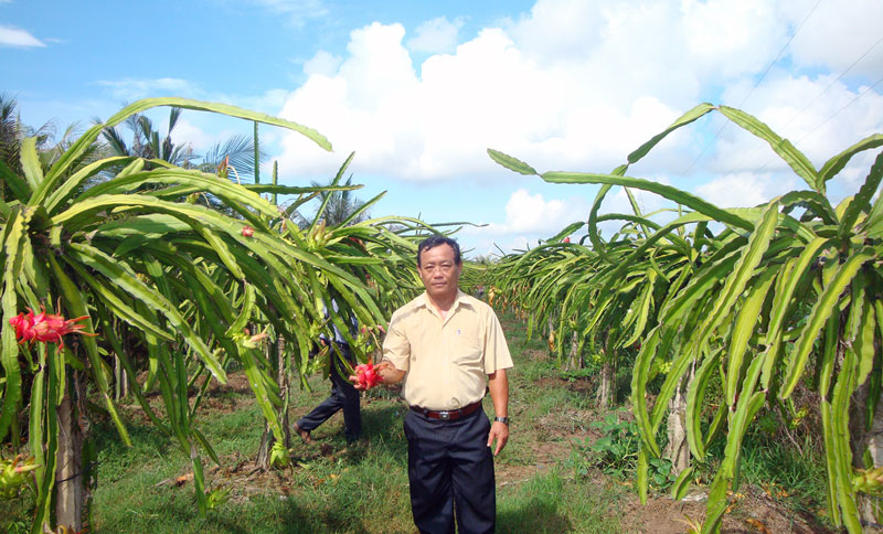 Mô hình trồng thanh long ruột đỏ ở xã Thạnh Trị phù hợp với biến đổi khí hậu tại khu vực ngọt hóa sông Ba Lai.