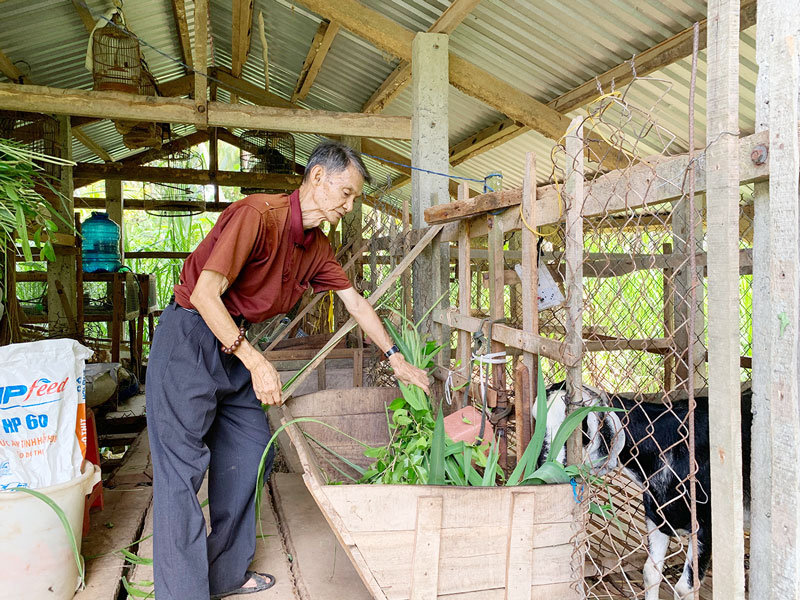 Hưng Phong tìm hướng phát triển bền vững Ông Đỗ Thành Thưởng kết hợp trồng dừa và chăn nuôi dê - vật nuôi có lợi thế thích ứng với biến đổi khí hậu.
