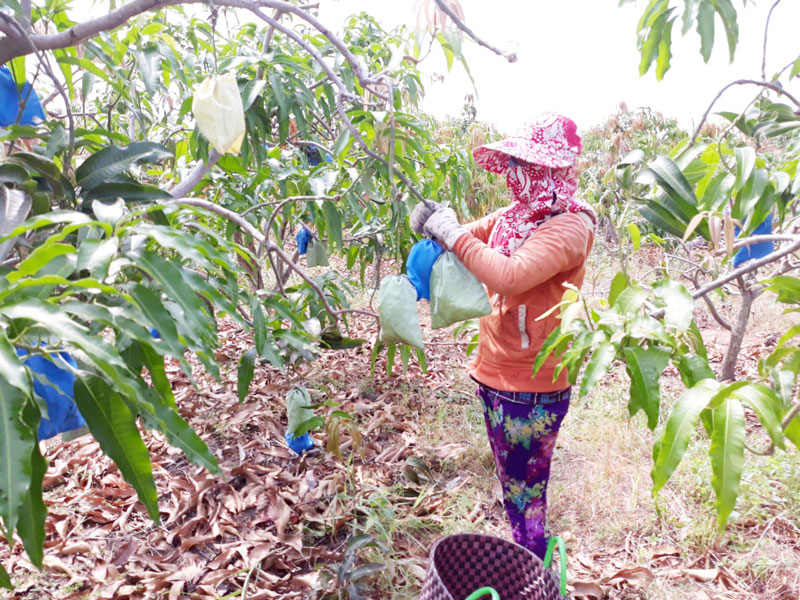 Nông dân sử dụng túi vải để bọc xoài, hạn chế sử dụng thuốc bảo vệ thực vật. Ảnh: Cẩm Trúc