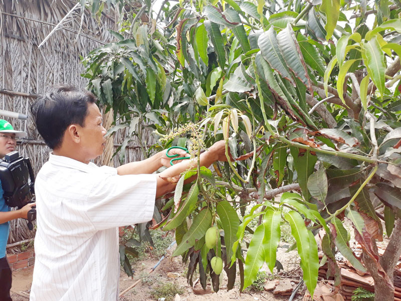 Nông dân chăm sóc cây xoài đang ra trái. Ảnh: Cẩm Trúc