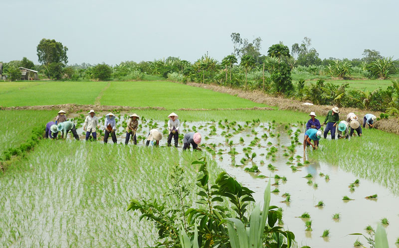 Nông dân xuống giống vụ lúa Hè Thu.