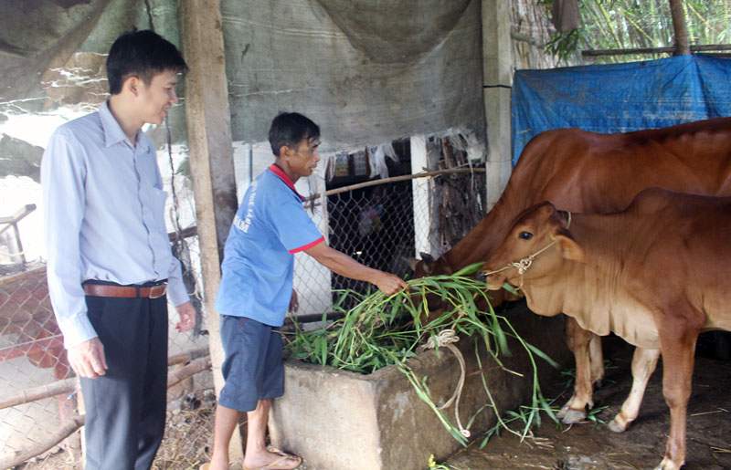 Anh Nguyễn Văn Dũng chăm sóc đàn bò của gia đình.