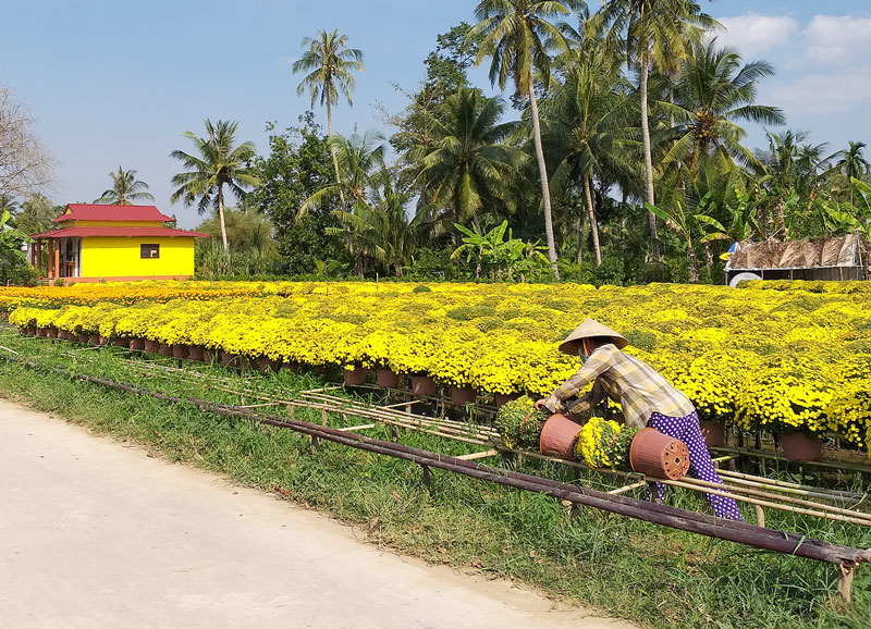 Chợ Lách có thế mạnh về hoa kiểng, cây trái.  Ảnh: Thanh Đồng