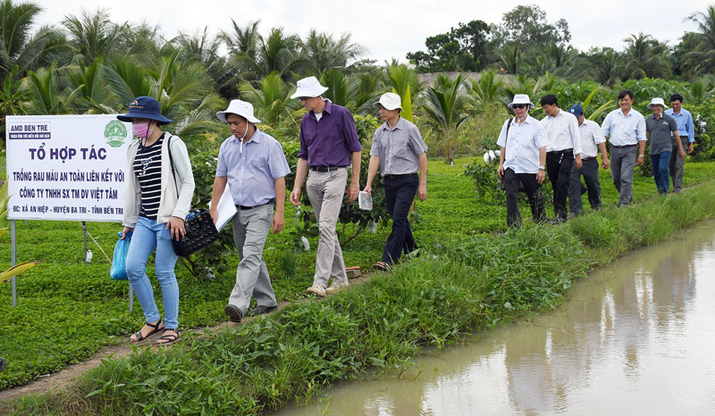 Khảo sát mô hình trồng rau màu ở xã An Hiệp, huyện Ba Tri. Ảnh: Thu Huyền