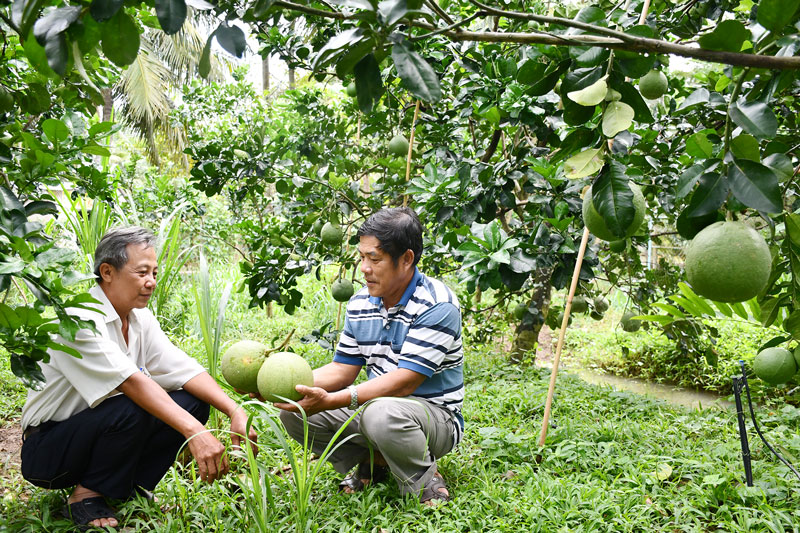 Mô hình trồng bưởi da xanh của ông Phạm Thành Tri (bên phải) ở Ấp 3, xã Sơn Đông. Ảnh: H.Hiệp