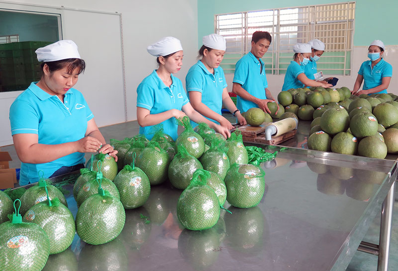 Bưởi da xanh Bến Tre được người tiêu dùng ưa chuộng. 