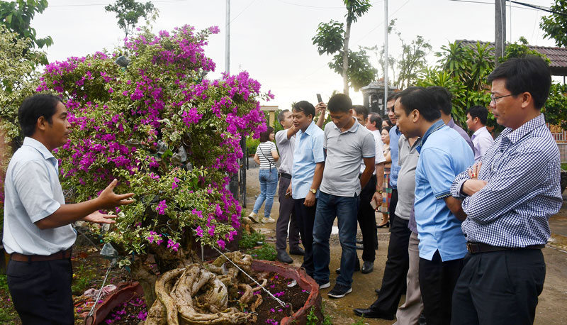 Khảo sát mô hình trồng hoa giấy hiệu quả của nông dân Vĩnh Hòa. ảnh: T.Huyền