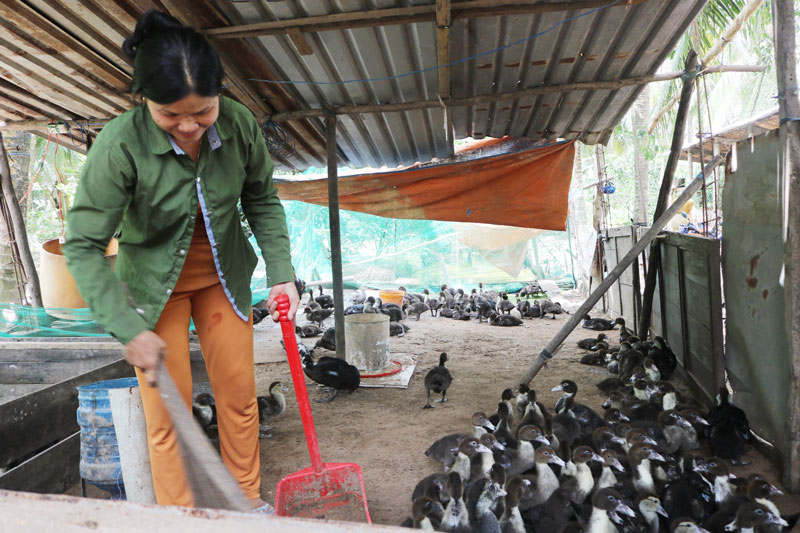 Giảm đàn trong chăn nuôi heo Bà Trần Thị Hồng chuyển sang nuôi vịt sau khi bị thiệt hại do dịch tả heo châu Phi.
