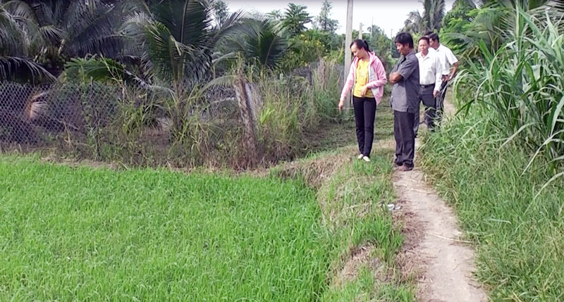 Thăm đồng lúa Phong Mỹ.