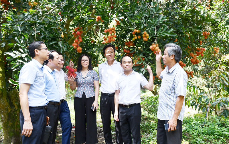 Đoàn công tác tham quan mô hình trồng chôm chôm ở Sơn Định (Chợ Lách). Ảnh: H.Hiệp