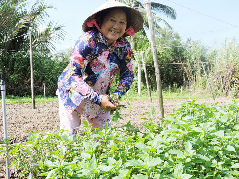 Cô Huỳnh Thị Nhịn ở xã An Hòa Tây, huyện Ba Tri thu hoạch rau quế.