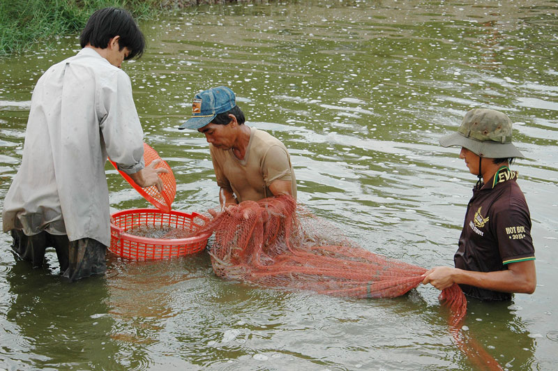 Thu hoạch tôm thẻ tại huyện Thạnh Phú. Ảnh: Cẩm Trúc