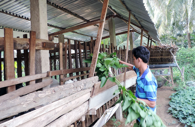 Mô hình nuôi dê ở Hòa Nghĩa góp phần giảm nghèo và thực hiện tiêu chí thu nhập trong xây dựng NTM. Ảnh: P.Tuyết